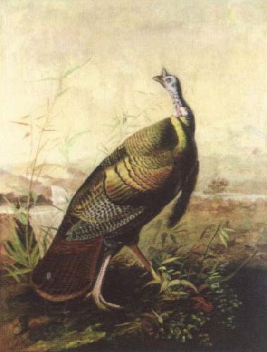 John James Audubon the american wild turkey cock China oil painting art